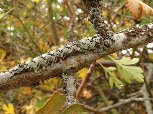 Lamprosticta culta